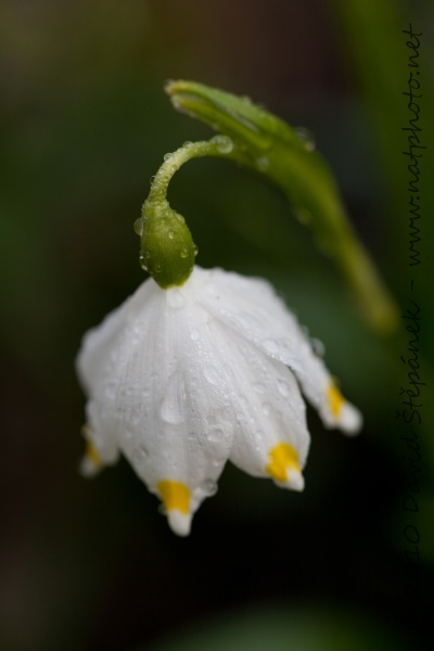 Bledule jarní (Leucojum vernum)