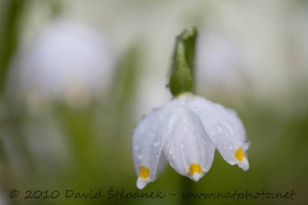 Bledule jarní (Leucojum vernum)