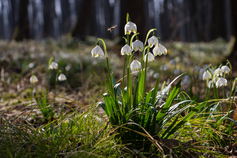 Bledule jarní (Leucojum vernum)