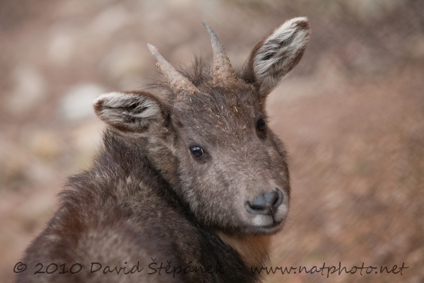 Goral tmavý (Naemorhedus goral arnouxianus)