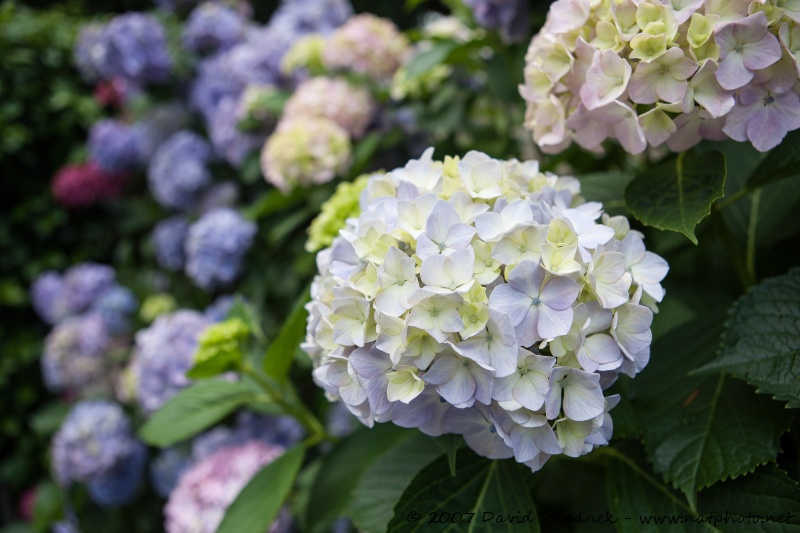 hortenzie velkolistá (Hydrangea macrophylla) 