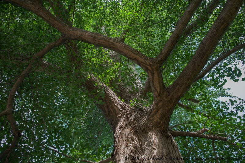 jinan dvoulaločný (Ginkgo biloba)