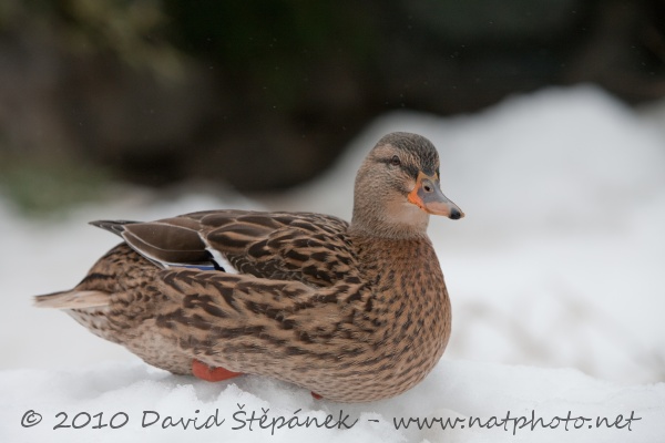 kachna divoká (Anas platyrhynchos)