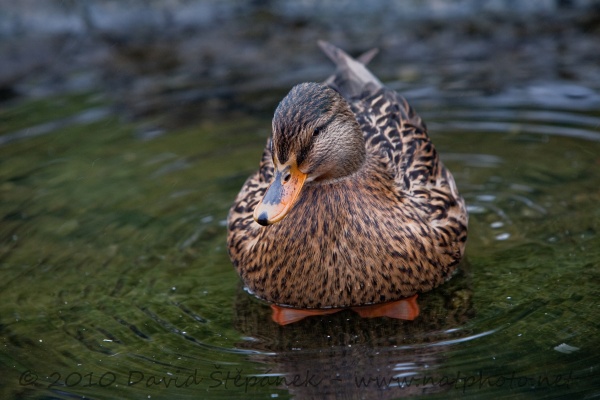 kachna divoká (Anas platyrhynchos)