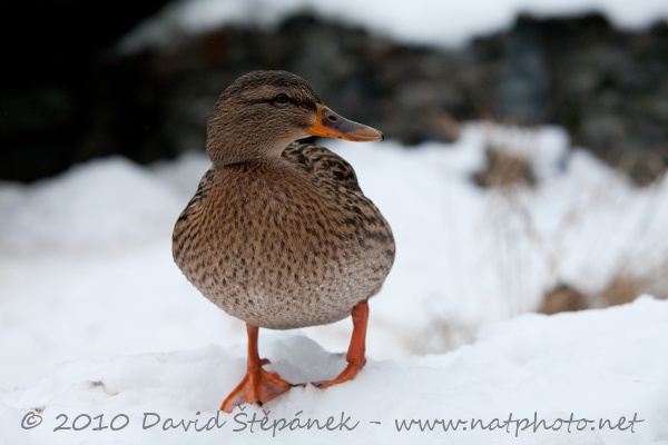 kachna divoká (Anas platyrhynchos)