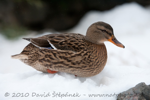 kachna divoká (Anas platyrhynchos)