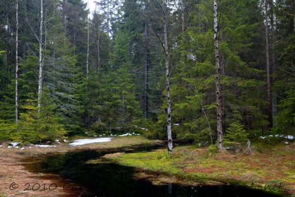 Kladské rašeliny