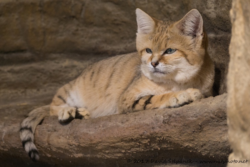 kočka pouštní (Felis margarita)