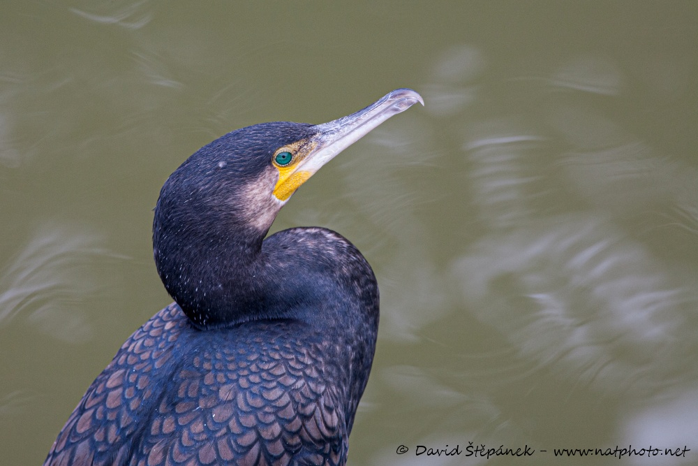 kormorán velký (Phalacrocorax carbo)