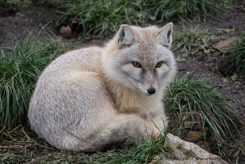 korsak (Vulpes corsac)