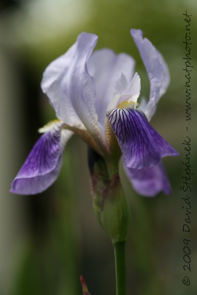 Kosatec německý  (Iris barbata)