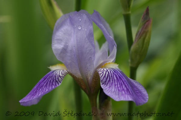 Kosatec německý  (Iris barbata)