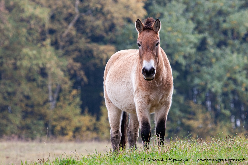 kůň Převalského (Equus przewalskii)