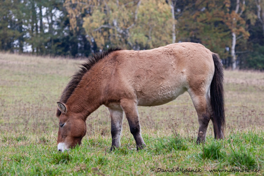 kůň Převalského (Equus przewalskii)