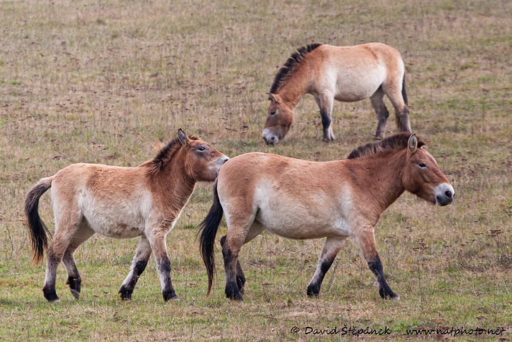 kůň Převalského (Equus przewalskii)