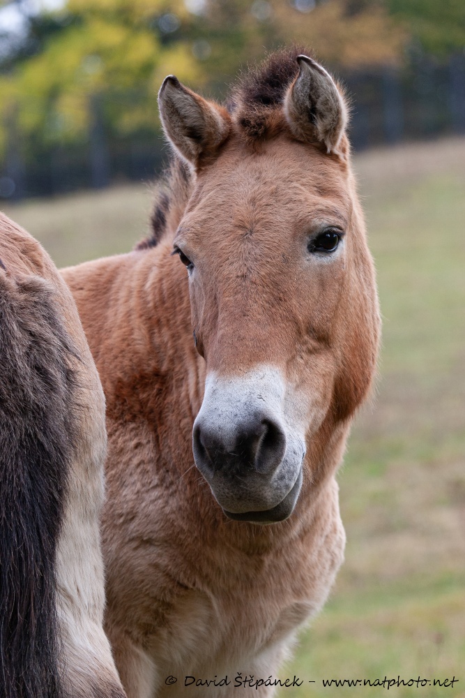 kůň Převalského (Equus przewalskii)