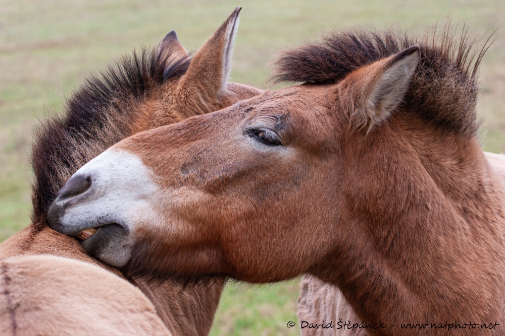 kůň Převalského (Equus przewalskii)