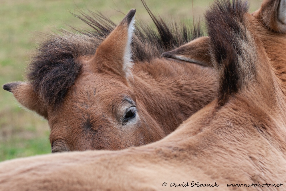 kůň Převalského (Equus przewalskii)