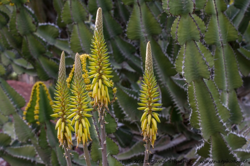 květ aloe