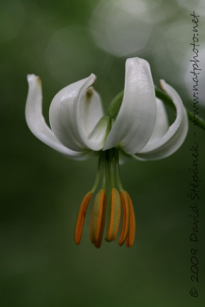 Lilie zlatohlavá (Lilium martagon L.)