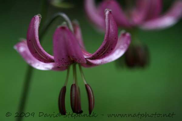 Lilie zlatohlavá (Lilium martagon L.)