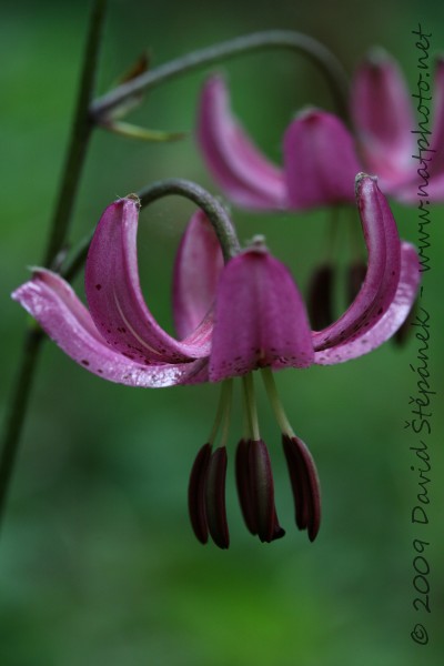 Lilie zlatohlavá (Lilium martagon L.)