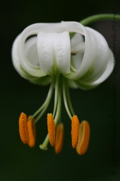 Lilie zlatohlavá (Lilium martagon L.)