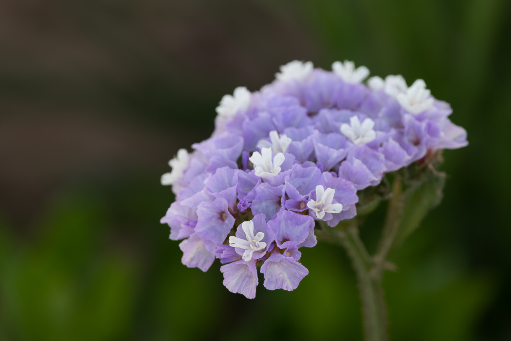 limonka (Limonium)