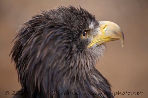 orel mořský (Haliaeetus albicilla)