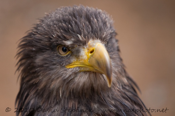 orel mořský (Haliaeetus albicilla)