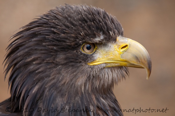 orel mořský (Haliaeetus albicilla)