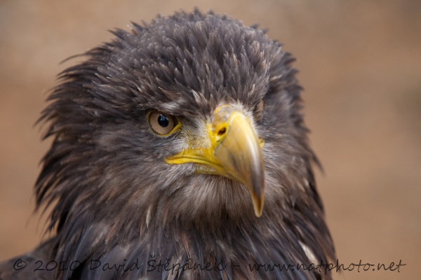 orel mořský (Haliaeetus albicilla)