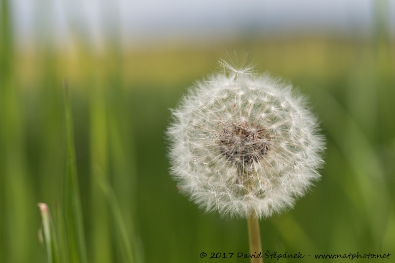 pampeliška lékařská (Taraxacum officinale)