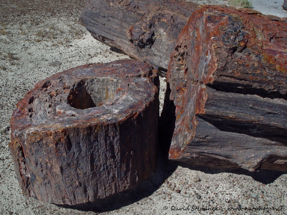 Petrified Forest NP