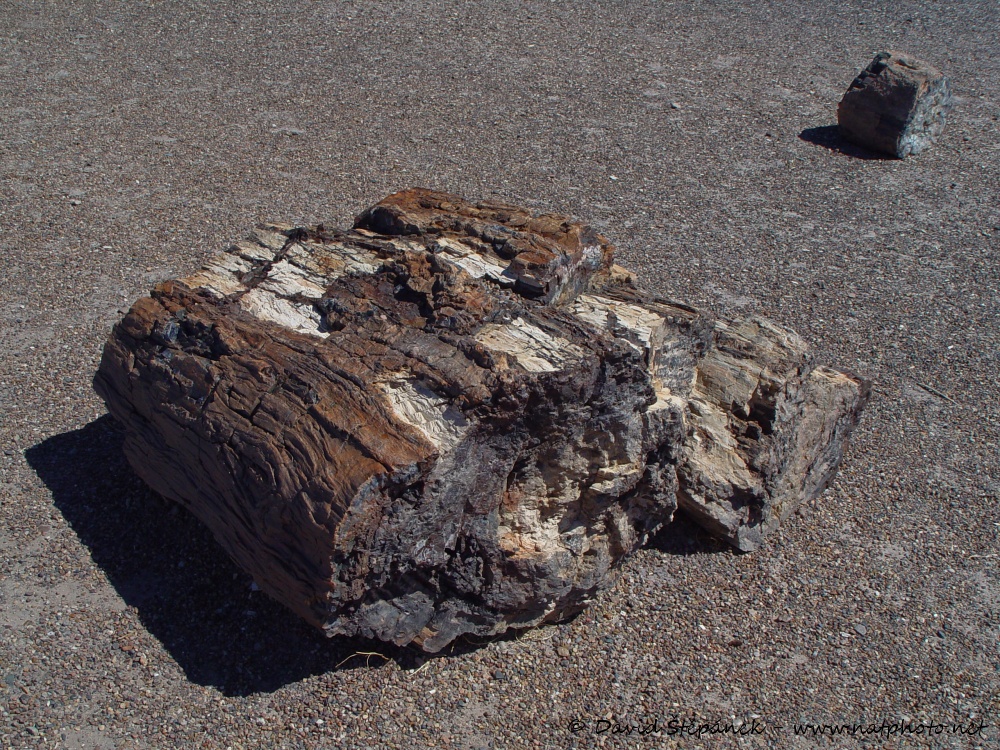 Petrified Forest NP