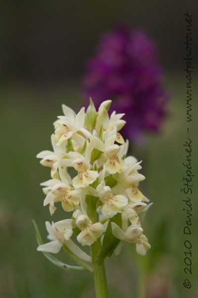 Prstnatec bezový (Dactylorhiza sambucina)