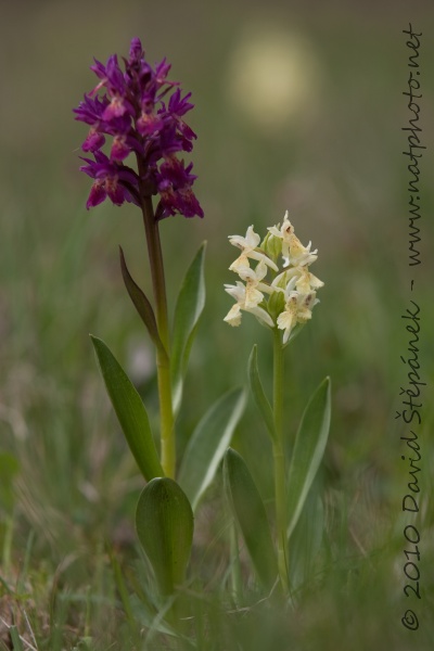 Prstnatec bezový (Dactylorhiza sambucina)