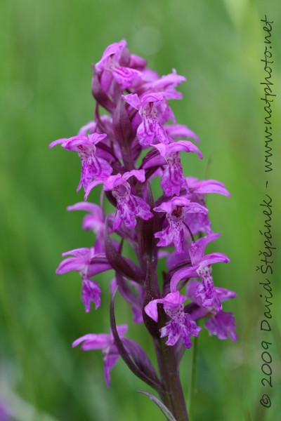 Prstnatec májový (Dactylorhiza majalis)