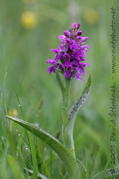 Prstnatec májový (Dactylorhiza majalis)