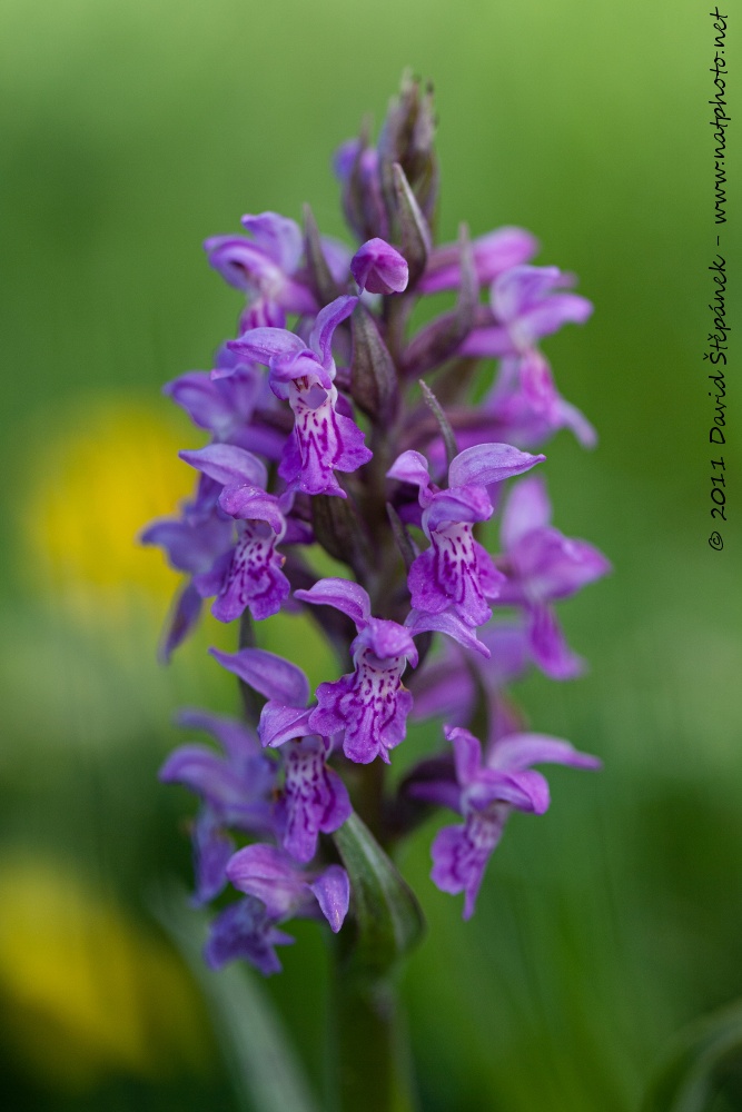 prstnatec májový (Dactylorhiza majalis)