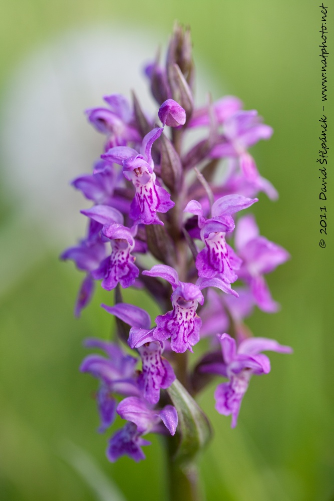 prstnatec májový (Dactylorhiza majalis)