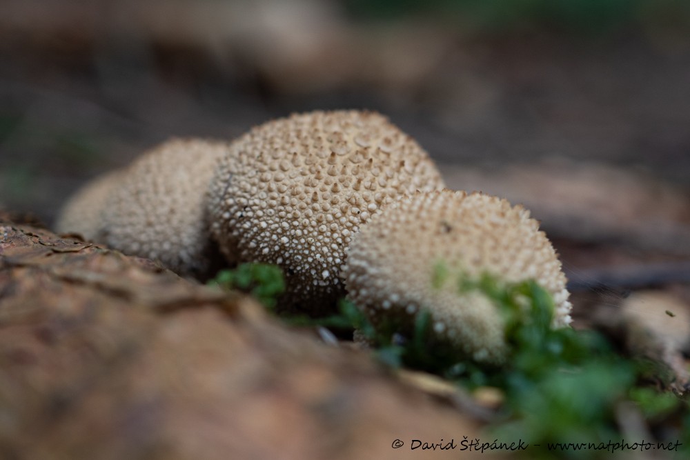 pýchavka obecná (Lycoperdon perlatum)