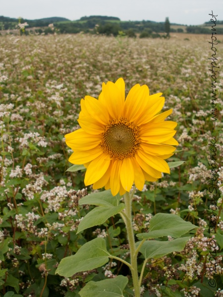 slunečnice roční (Helianthus annuus L.)