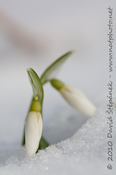 Sněženka podsněžník (Galanthus nivalis)