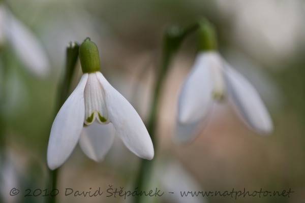 Sněženka podsněžník (Galanthus nivalis)