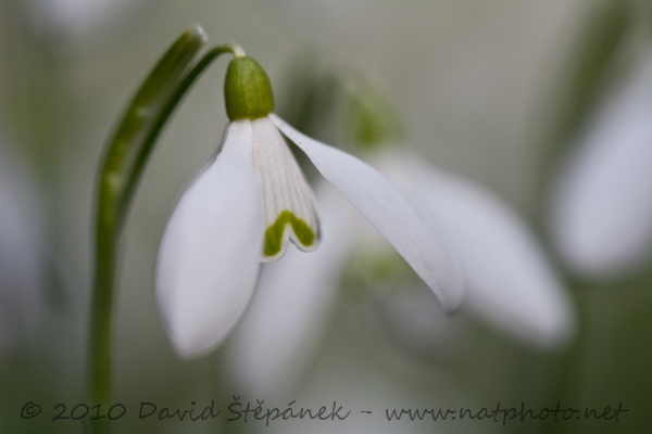 Sněženka podsněžník (Galanthus nivalis)