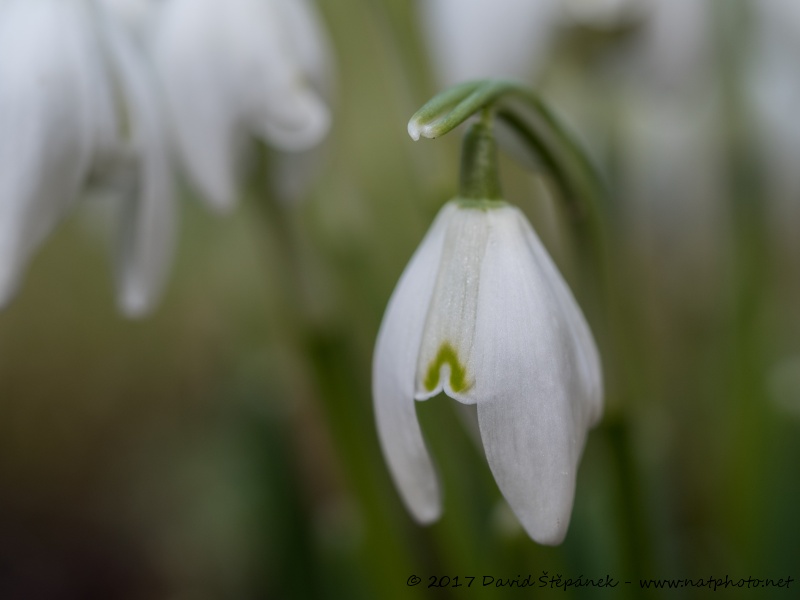 sněženka podsněžník (Galanthus nivalis)