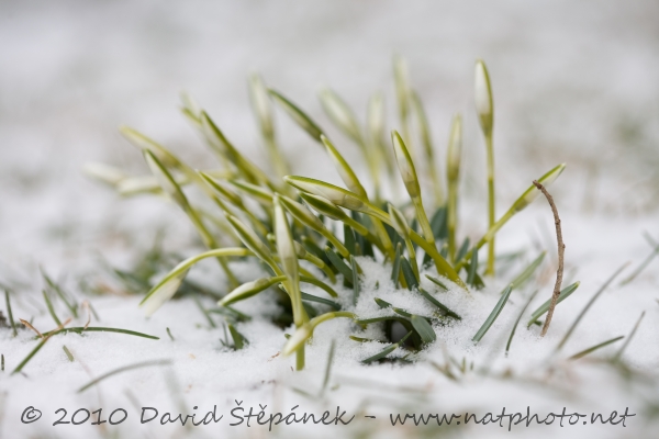 Sněženka podsněžník (Galanthus nivalis)