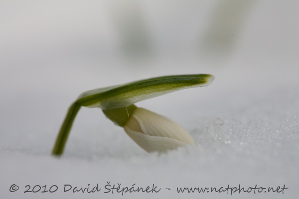 Sněženka podsněžník (Galanthus nivalis)