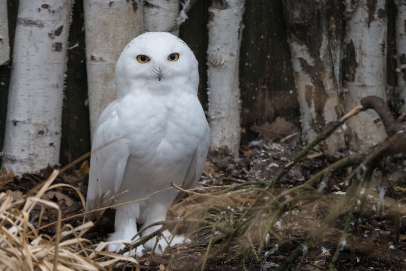 sovice sněžní (Bubo scandiacus)